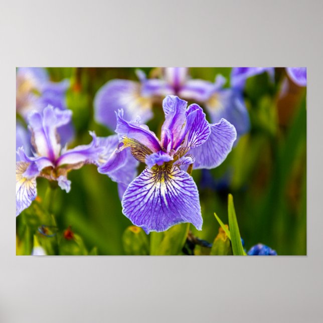 Poster Cartaz de Flor de Íris (Frente)