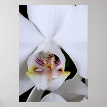 Cartaz de flor de orquídea branca