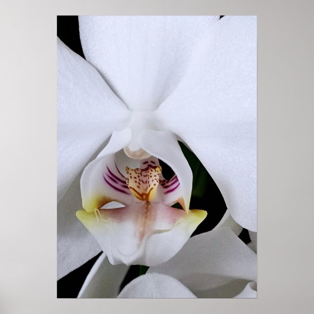 Poster Cartaz de flor de orquídea branca (Frente)