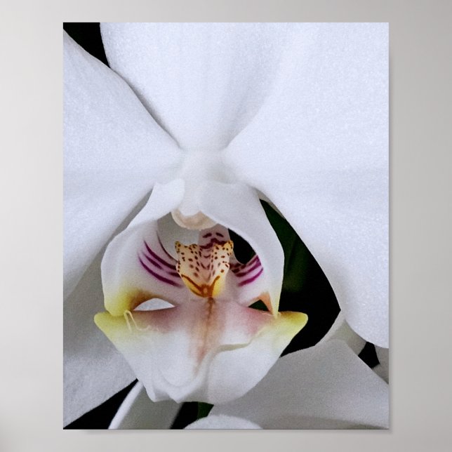 Poster Cartaz de flor de orquídea branca (Frente)