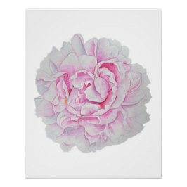 Pôster Cartaz de Flor de Peônia Rosa em Aquarela