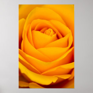 Poster Cartaz de flor de rosa amarela
