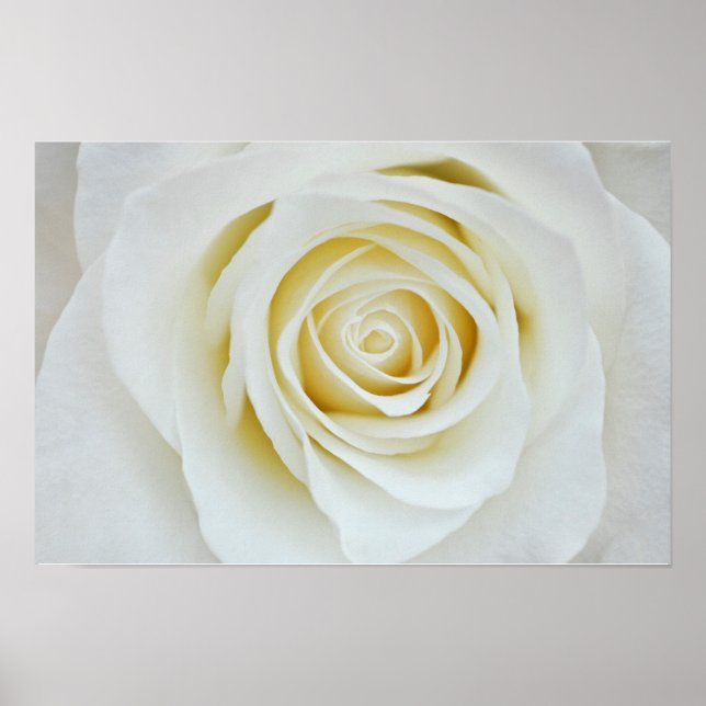 Poster Cartaz de flor de rosa branca (Frente)