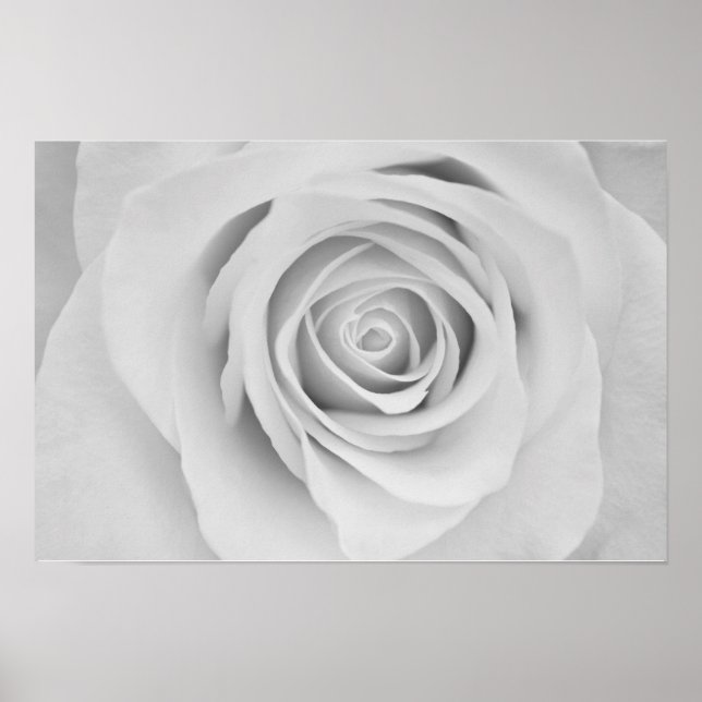 Poster Cartaz de flor de rosa preta e branca (Frente)