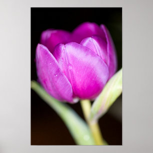 Poster Cartaz de flor de tulipa roxa