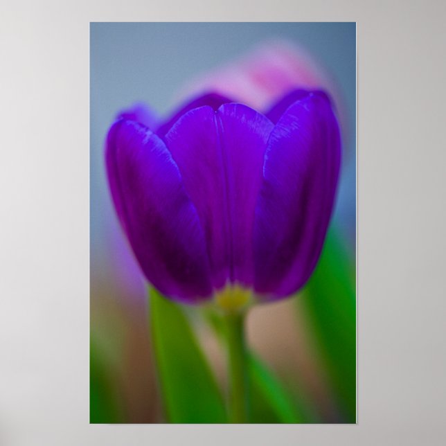 Poster Cartaz de flor de tulipa roxa (Frente)