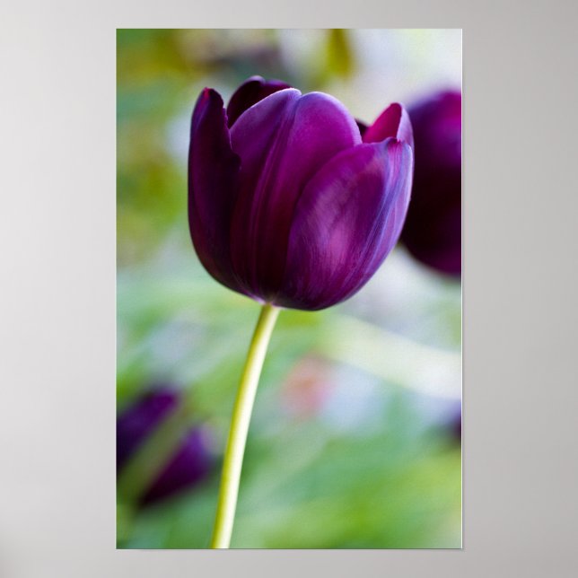 Poster Cartaz de flor de tulipa roxa (Frente)