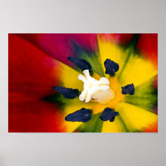 Poster Cartaz de flor de Tulipa Vermelha (Frente)