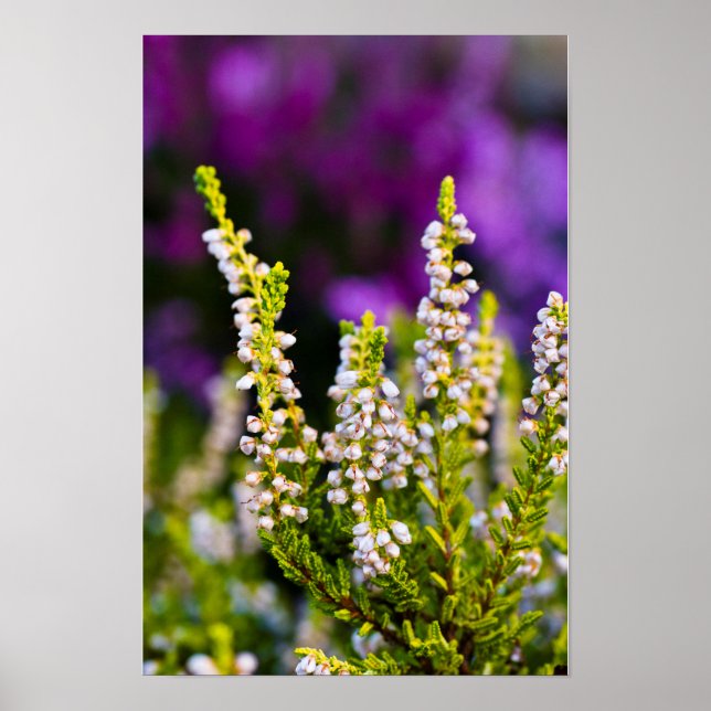 Poster Cartaz de flor de urze branca (Frente)