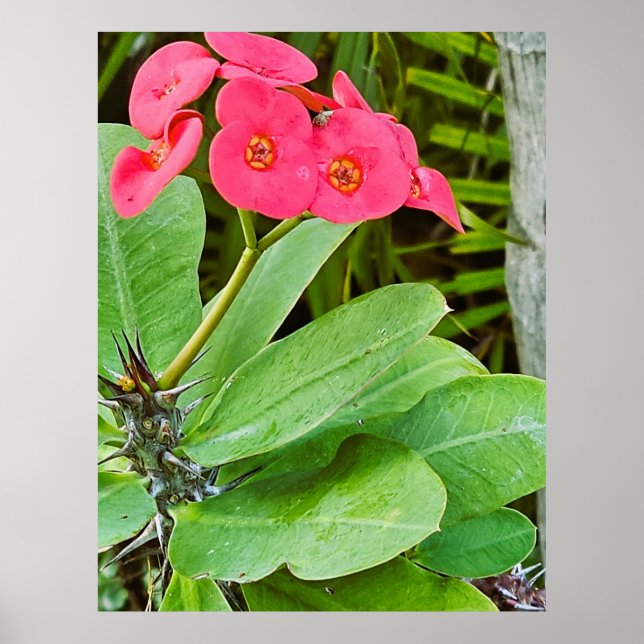 Poster Cartaz de flor rosa (Frente)