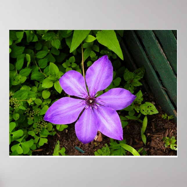 Poster Cartaz de flor roxa (Frente)