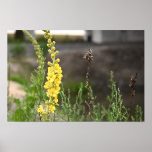 Poster Cartaz de Flores de Verbascum
