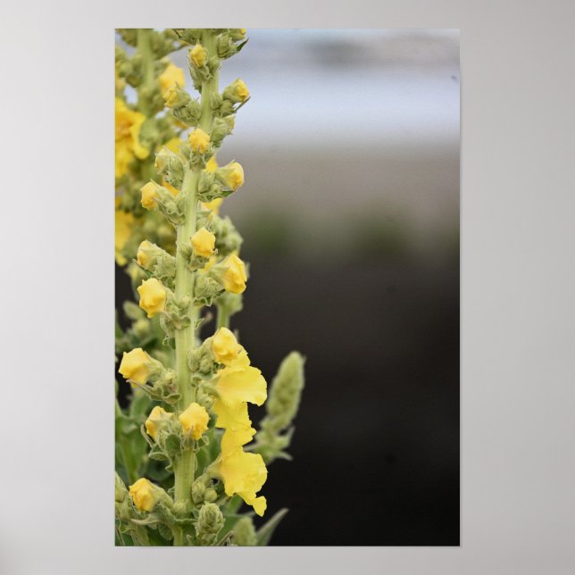 Poster Cartaz de Flores de Verbascum (Frente)