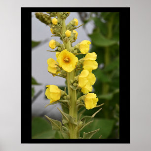 Poster Cartaz de Flores de Verbascum Orange