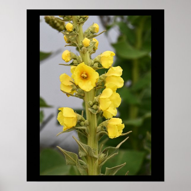Poster Cartaz de Flores de Verbascum Orange (Frente)
