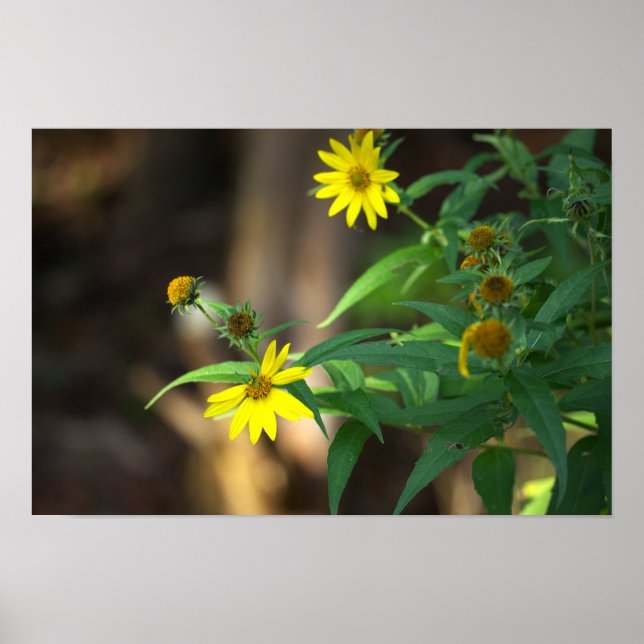 Poster Cartaz de Flores Silvestres Amarelas (Frente)