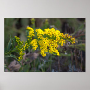 Poster Cartaz de Flores Silvestres Amarelas