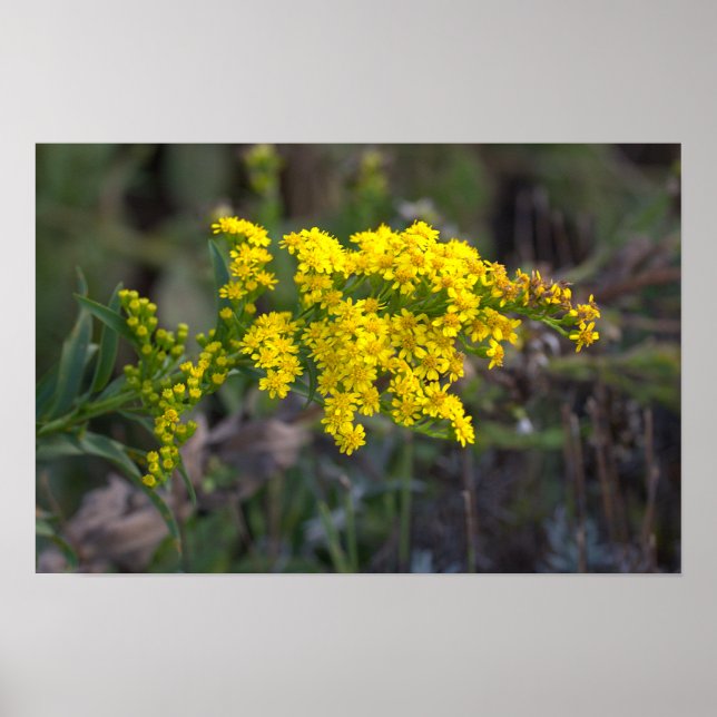 Poster Cartaz de Flores Silvestres Amarelas (Frente)