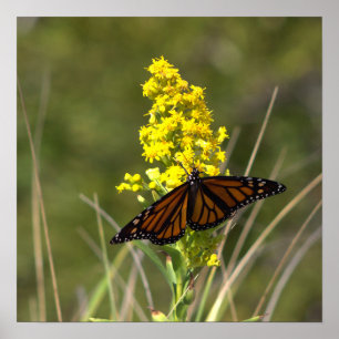 Poster Cartaz de Flores Silvestres Amarelas com Borboleta