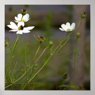 Poster Cartaz de Flores Silvestres Brancas