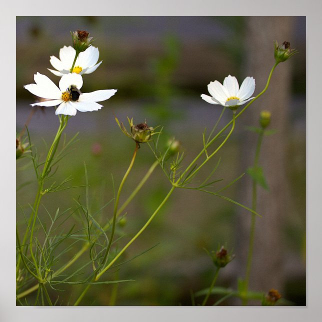 Poster Cartaz de Flores Silvestres Brancas (Frente)