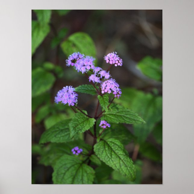 Poster Cartaz de Flores Silvestres Roxas (Frente)