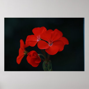 Pôster Cartaz de Flores Vermelhas Incríveis