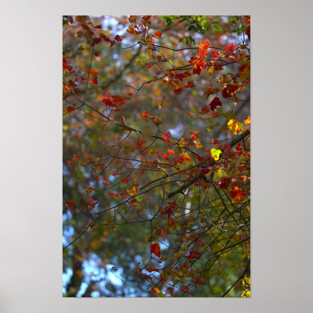 Poster Cartaz de Folhas Coloridas (Frente)