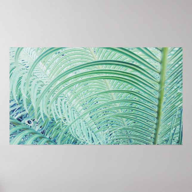 Pôster Cartaz de Folhas de Palmeira de Planta Verde Macia (Frente)