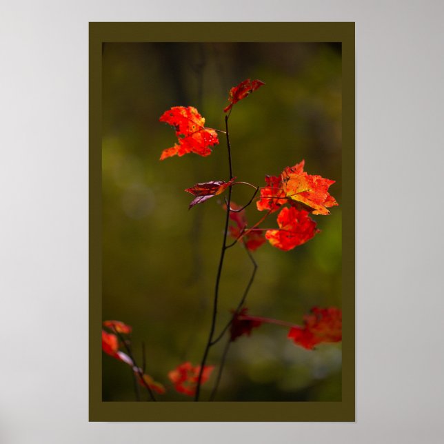 Poster Cartaz de Folhas e Ramos Vermelhos (Frente)