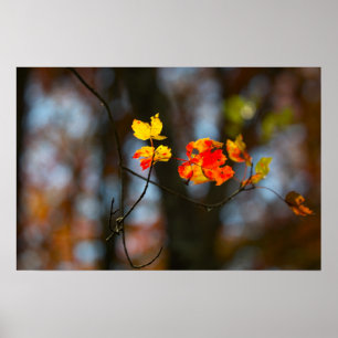 Poster Cartaz de Folhas Vermelhas e Amarelas