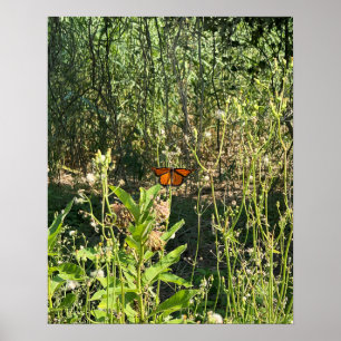 Poster Cartaz de Foto da Borboleta Monarca