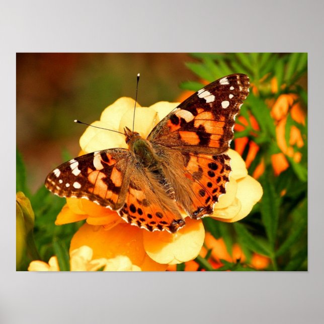 Pôster Cartaz de Foto da Borboleta Painted Lady (Frente)