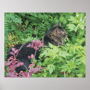 Poster cartaz de foto de animal de estimação 2018