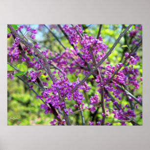 Pôster Cartaz de Foto de Árvore Florida Missouri Redbud