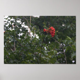Poster Cartaz de Foto de Flores Laranja
