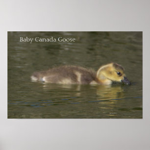 Poster Cartaz de Foto de Ganso-do-Canadá Bebê