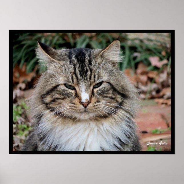 Poster Cartaz de Foto de Gato Maine Coon (Frente)