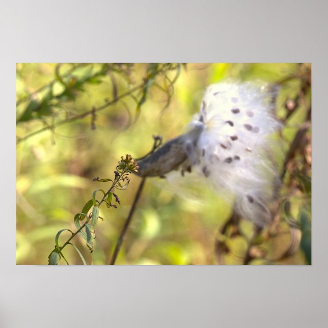 Poster Cartaz de Foto de Milkweed (Frente)