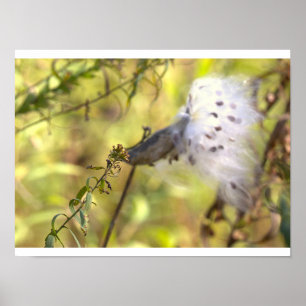 Poster Cartaz de Foto de Milkweed