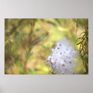 Poster Cartaz de Foto de Milkweed