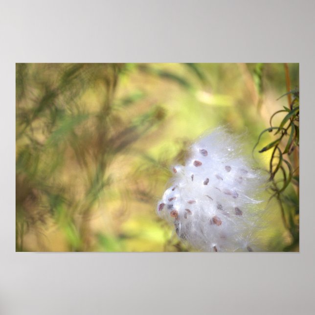 Poster Cartaz de Foto de Milkweed (Frente)