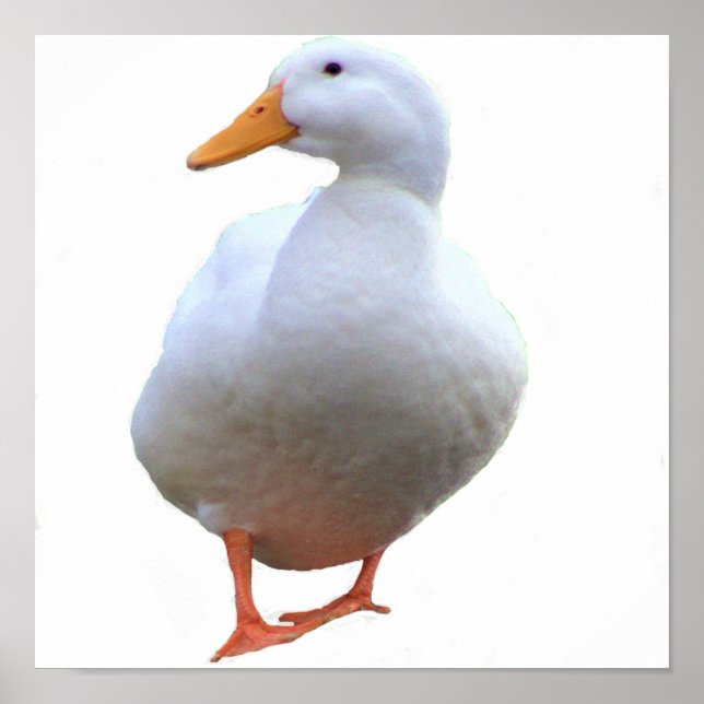 Poster Cartaz de Foto de Pato (Frente)