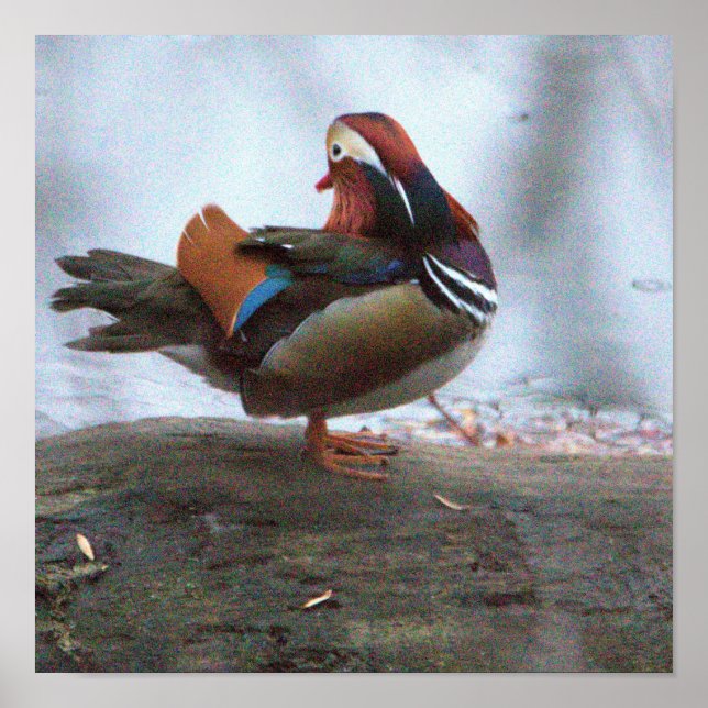 Poster Cartaz de Foto de Pato-Mandarim (Frente)