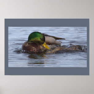 Poster Cartaz de Foto de Pato-real