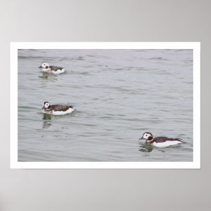 Poster Cartaz de Foto de Patos