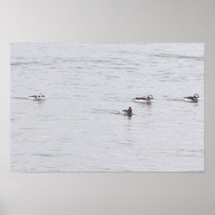 Poster Cartaz de Foto de Patos