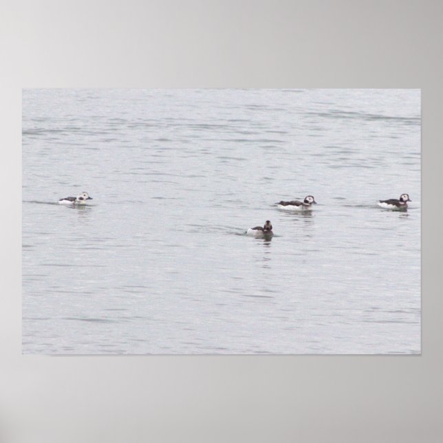Poster Cartaz de Foto de Patos (Frente)