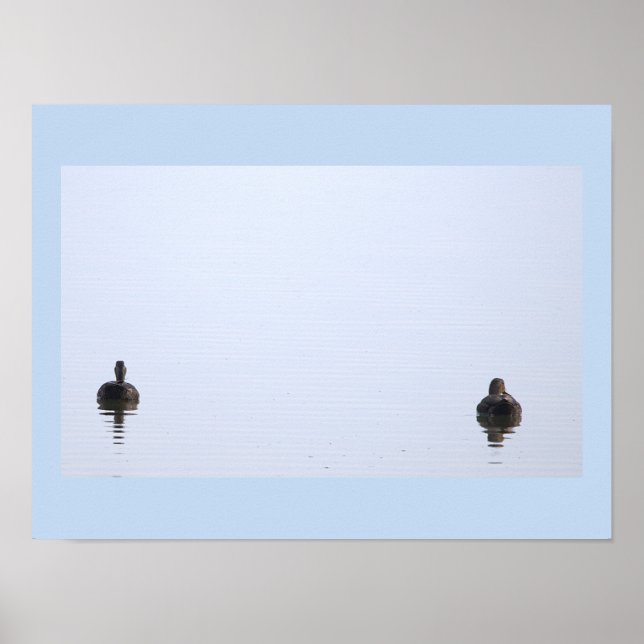 Poster Cartaz de Foto de Patos (Frente)