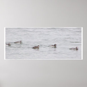 Poster Cartaz de Foto de Patos
